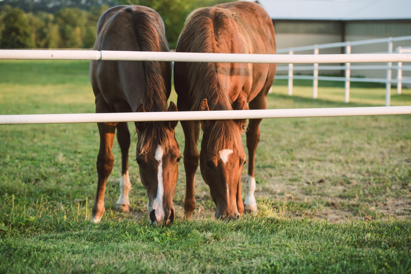 Farmácia da Pecuária quando estrutura e prevenção fazem a diferença no campo