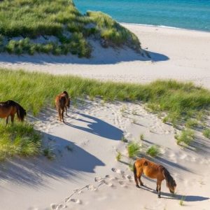 Ilha de Sable abriga um dos maiores santuários naturais de cavalos selvagens do mundo