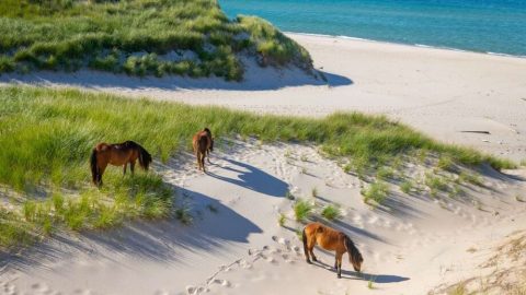 Ilha de Sable abriga um dos maiores santuários naturais de cavalos selvagens do mundo