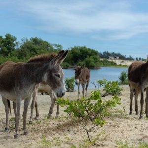 Jumentos brasileiros mobilizam ciência e criadores para evitar risco de extinção