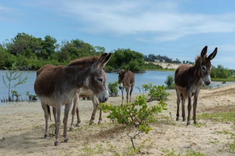 Jumentos brasileiros mobilizam ciência e criadores para evitar risco de extinção