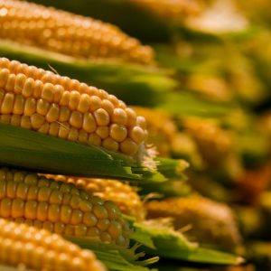 Milho Paulista: Valor da Produção Agropecuária cresce 26% em 2025