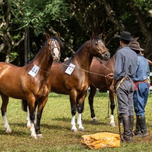 Passaporte em Lapa (PR) abre Ciclo de Outono do Cavalo Crioulo e inicia seletivas rumo à Expointer