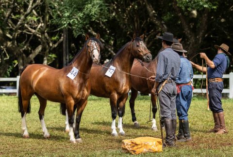 Passaporte em Lapa (PR) abre Ciclo de Outono do Cavalo Crioulo e inicia seletivas rumo à Expointer