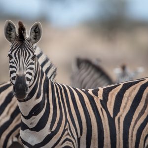 Por que as zebras nunca foram domesticadas como os cavalos? Ciência explica diferenças entre as espécies