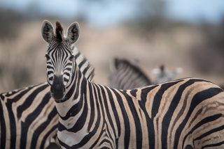 Por que as zebras nunca foram domesticadas como os cavalos Ciência explica diferenças entre as espécies