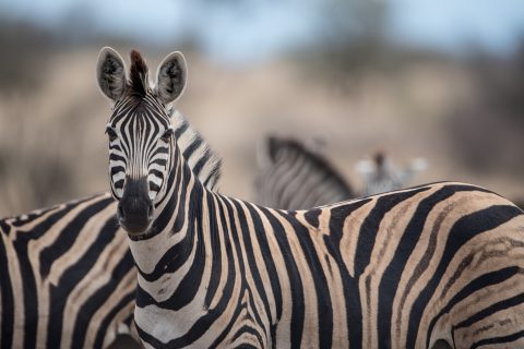 Por que as zebras nunca foram domesticadas como os cavalos? Ciência explica diferenças entre as espécies