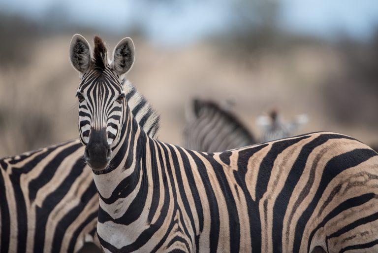 Por que as zebras nunca foram domesticadas como os cavalos? Ciência explica diferenças entre as espécies