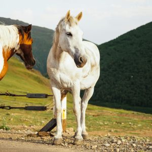 Principais cuidados com os cavalos durante o verão