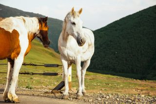 Principais cuidados com os cavalos durante o verão