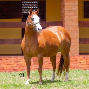 1º Leilão Fazenda Planejei & Rancho SM Arcanjo estreia em Cuiabá com genética de alto nível do Quarto de Milha