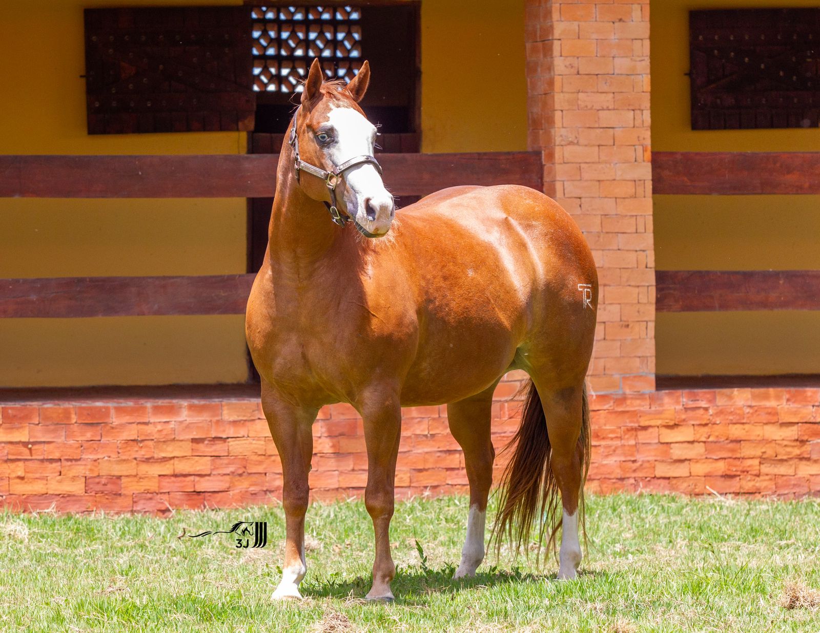 1º Leilão Fazenda Planejei & Rancho SM Arcanjo estreia em Cuiabá com genética de alto nível do Quarto de Milha