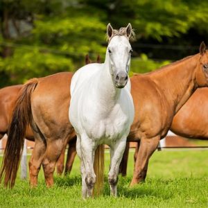 ABQM disponibiliza edital de fomento 2026 para núcleos e associações de modalidades