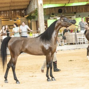 Avaré abre temporada nacional do Cavalo Árabe com exposição durante a Exponel