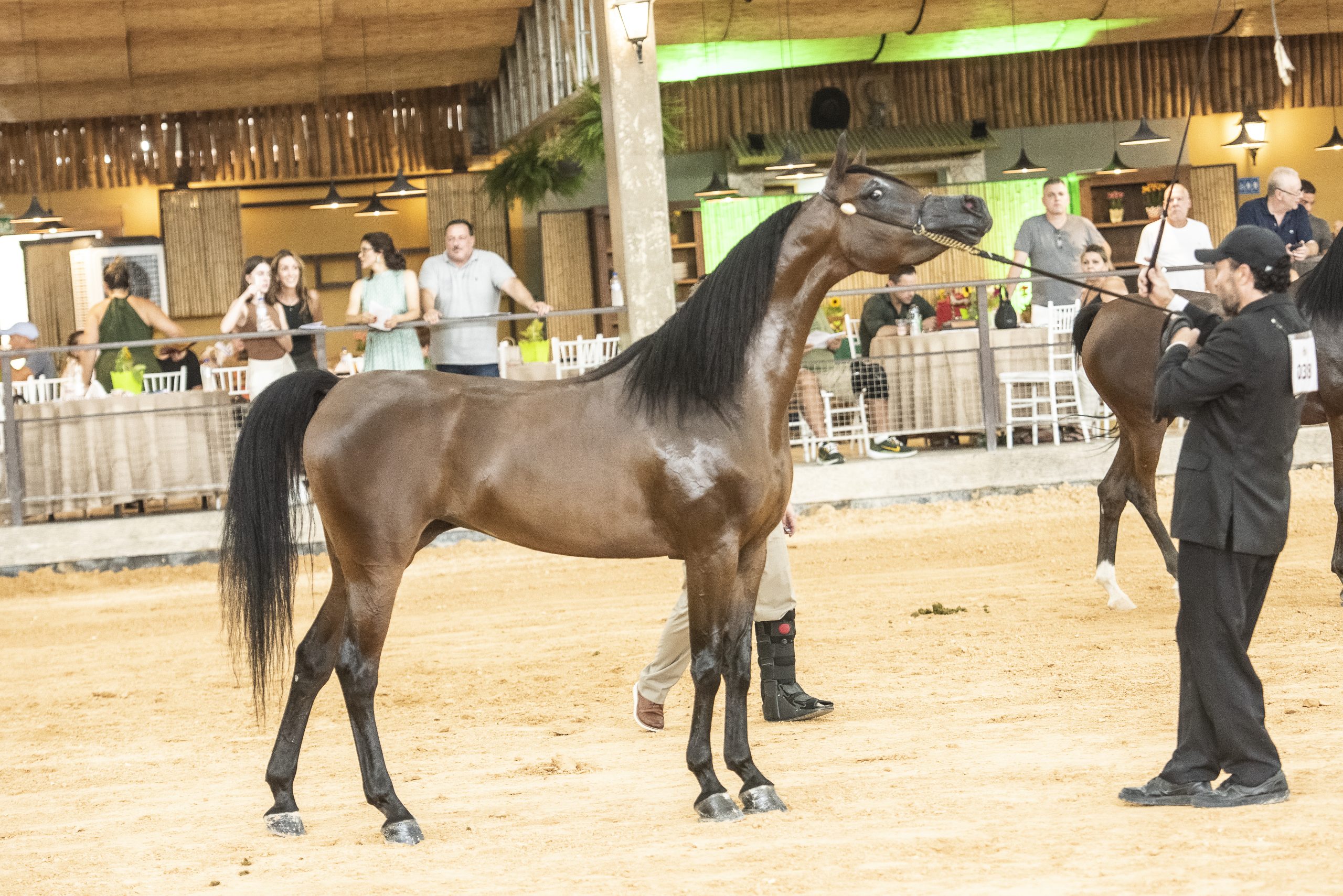 Avaré abre temporada nacional do Cavalo Árabe com exposição durante a Exponel