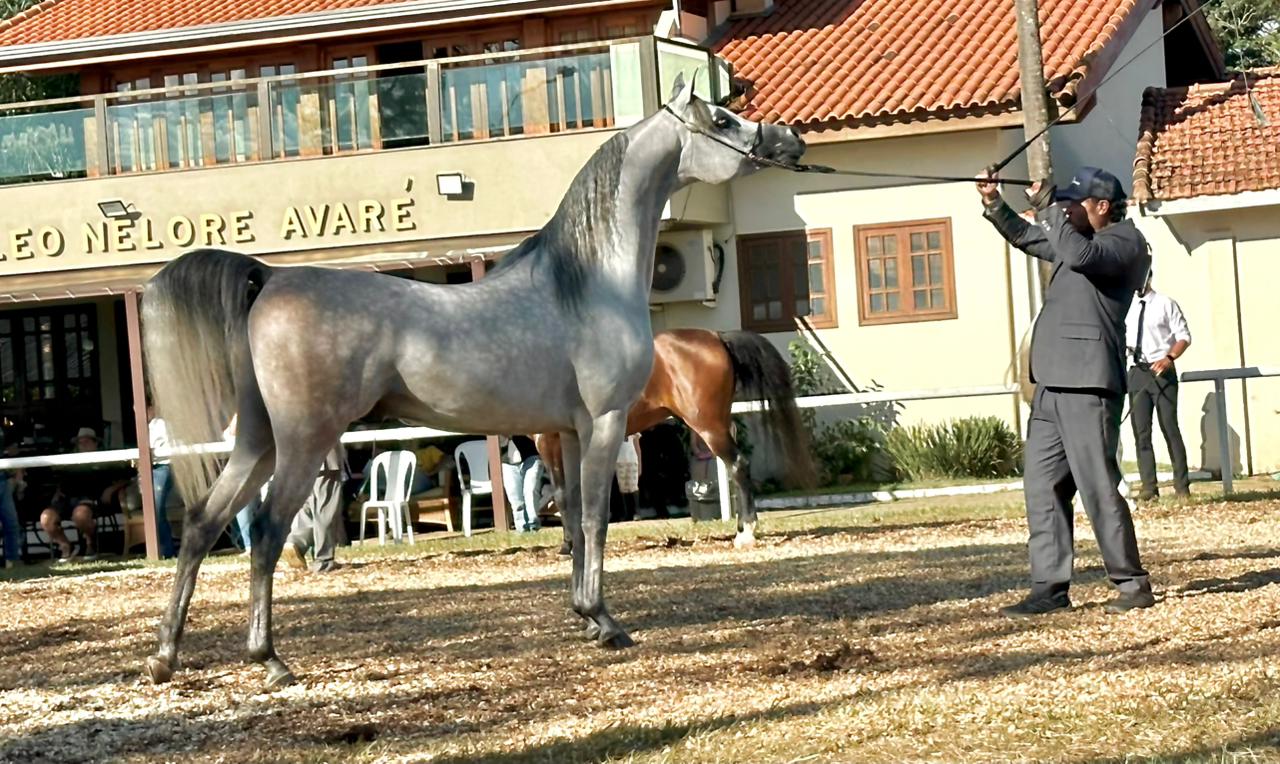 Cavalo Árabe divide atenções com o Nelore e movimenta Exponel em Avaré