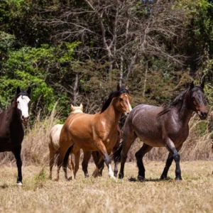 Comissão Nacional de Equideocultura discute prioridades e ações para 2026