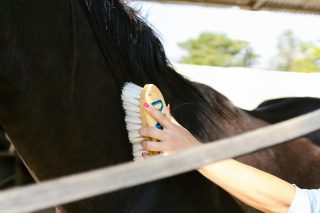 Cuidado diário faz a diferença com que frequência você deve escovar seu cavalo