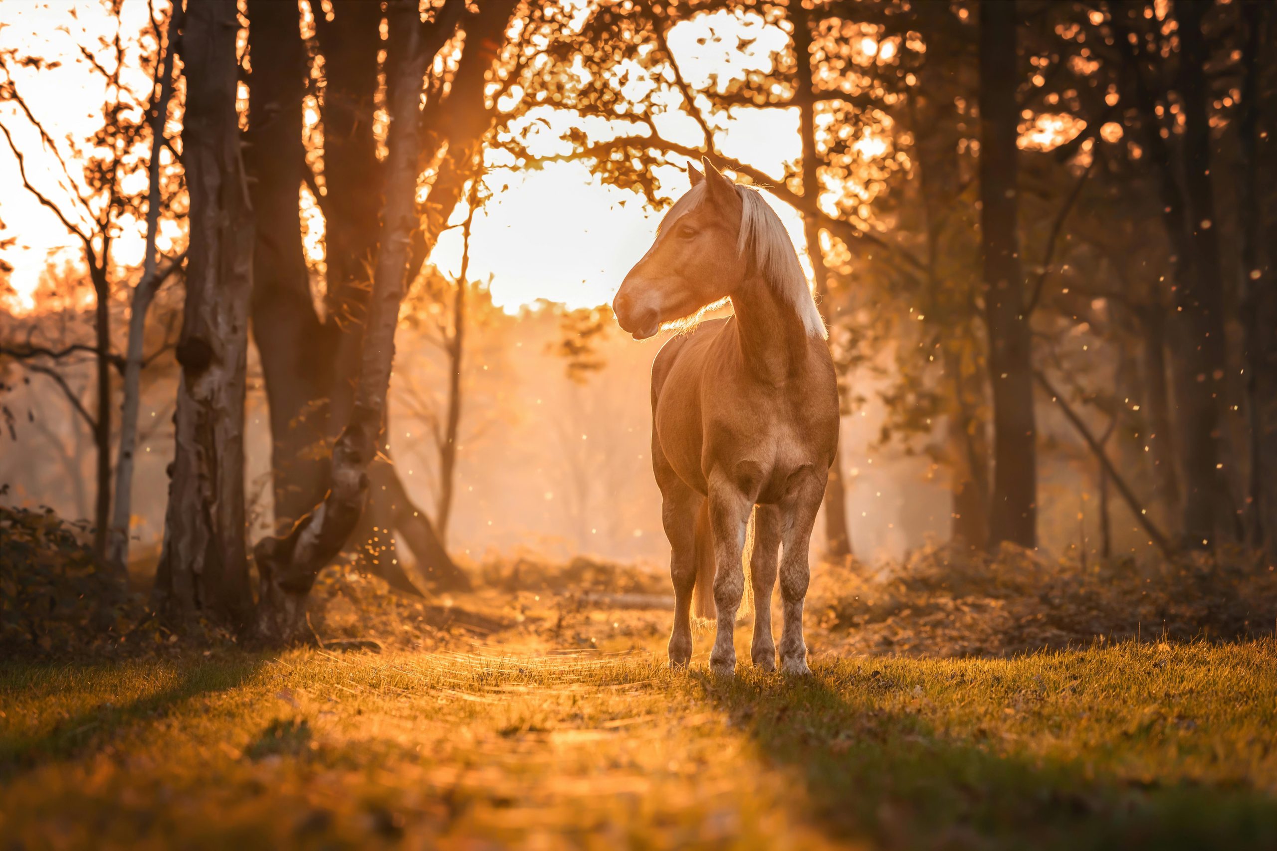 Dia Internacional do Cavalo celebra a importância histórica, econômica e cultural do animal no mundo