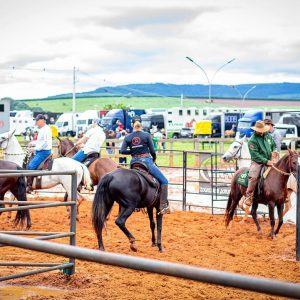 Exposição Brasileira do Criador terá provas esportivas e Ranch Sorting na programação