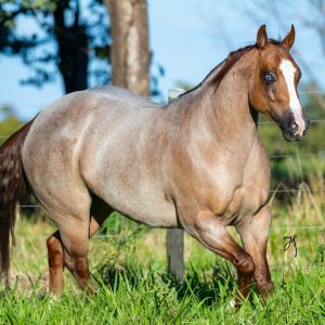 Hugo, da dupla Hugo & Guilherme realiza o 1º leilão da sua criação Quarto de Milha