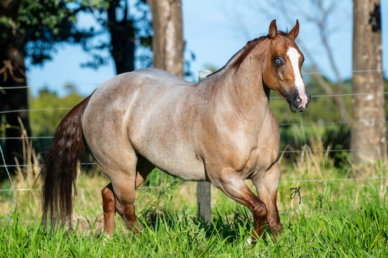 Fazenda Planejei Hugo, da dupla Hugo & Guilherme realiza o 1º leilão da sua criação Quarto de Milha