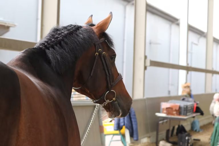 Federação Equestre Internacional proíbe imidocarb em competições internacionais; uso segue liberado no Brasil