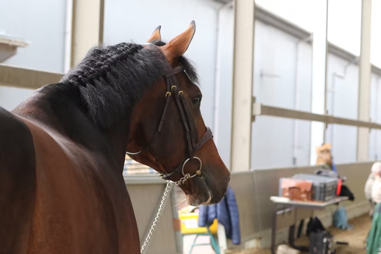 Federação Equestre Internacional proíbe imidocarb em competições internacionais; uso segue liberado no Brasil