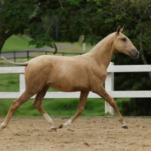 Leilão Virtual Seleção de Potros Rocas do Vouga 2026 confirma liquidez e destaca qualidade do Lusitano jovem