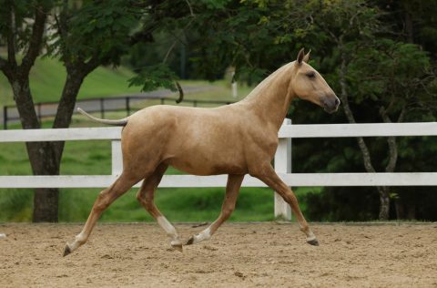 Leilão Virtual Seleção de Potros Rocas do Vouga 2026 confirma liquidez e destaca qualidade do Lusitano jovem