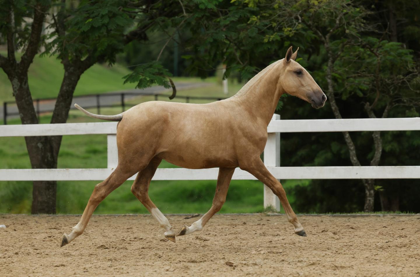 Leilão Virtual Seleção de Potros Rocas do Vouga 2026 confirma liquidez e destaca qualidade do Lusitano jovem