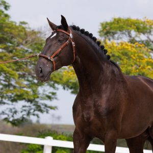 Leilão Virtual Seleção de Potros Rocas do Vouga 2026 destaca genética promissora e nova geração da criação