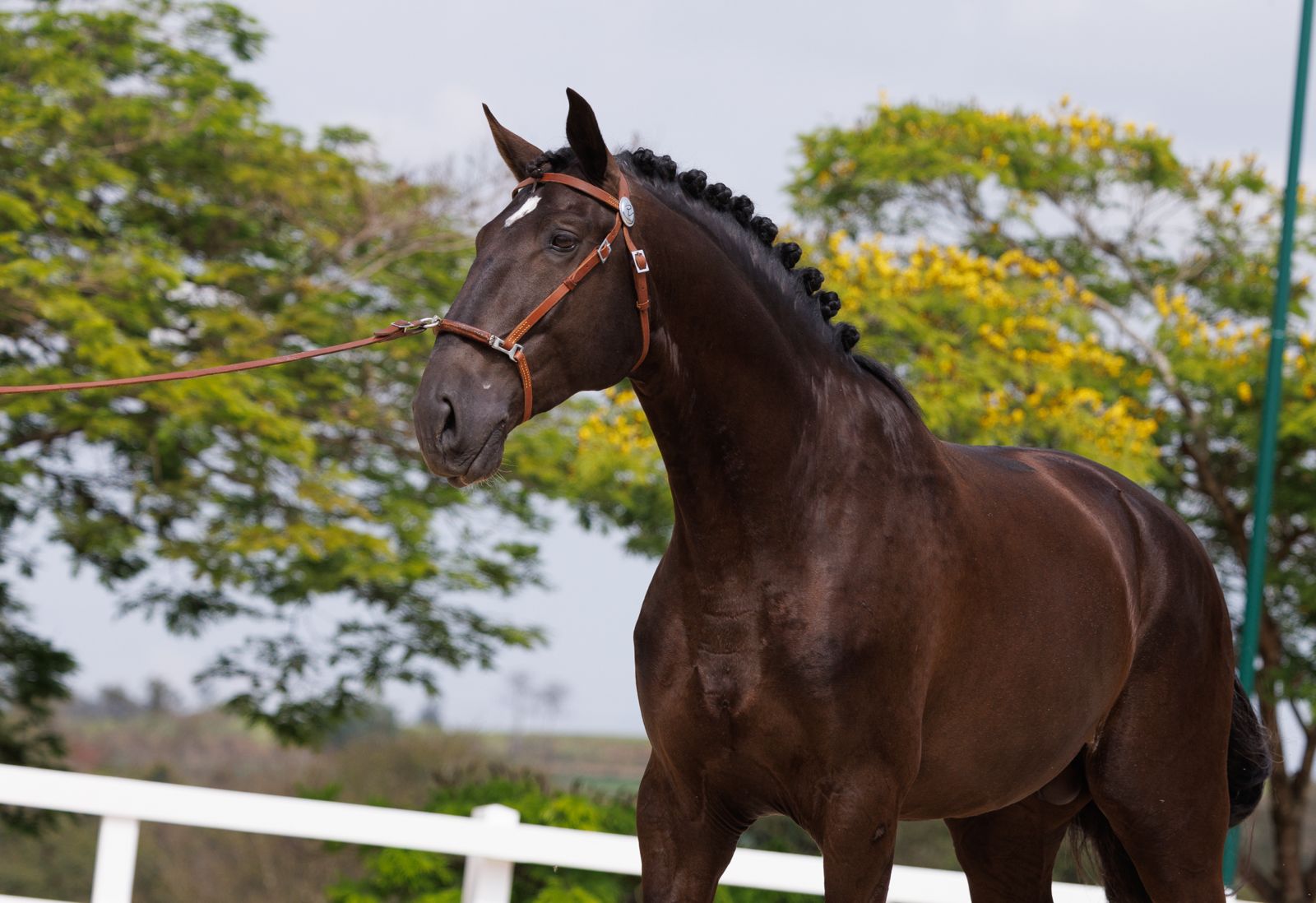 Leilão Virtual Seleção de Potros Rocas do Vouga 2026 destaca genética promissora e nova geração da criação
