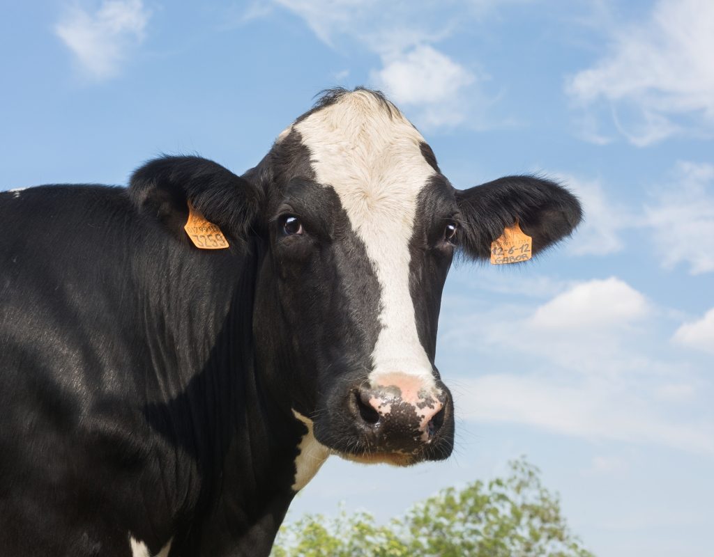 Mastite no período chuvoso acende alerta na pecuária leiteira