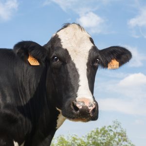 Mastite no período chuvoso acende alerta na pecuária leiteira