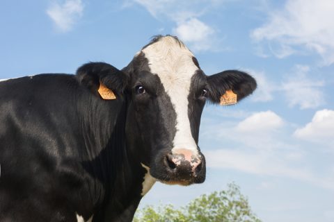 Mastite no período chuvoso acende alerta na pecuária leiteira