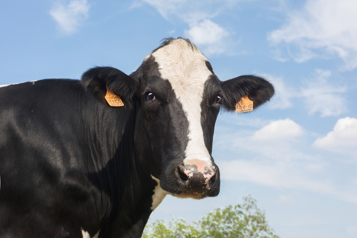 Mastite no período chuvoso acende alerta na pecuária leiteira