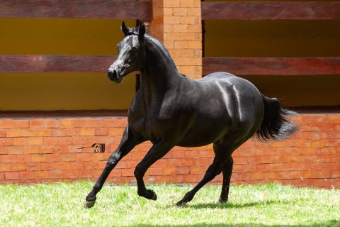 Mercado do Cavalo Quarto de Milha supera R$ 113 milhões em vendas no Centro-Oeste
