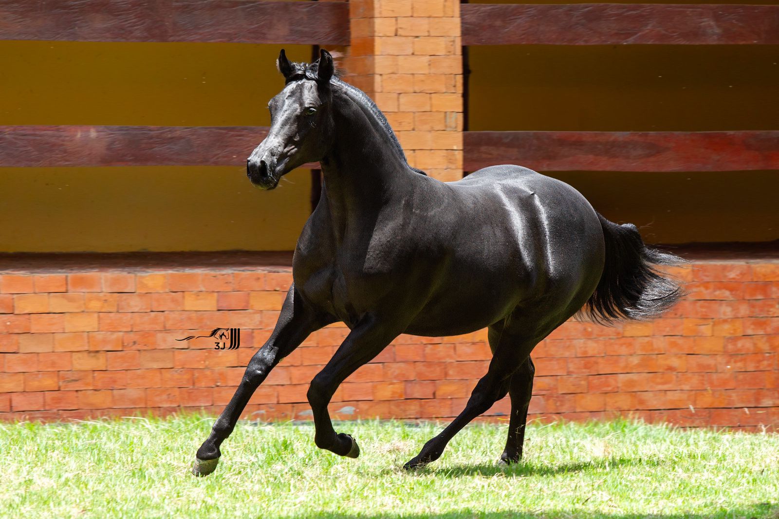 Mercado do Cavalo Quarto de Milha supera R$ 113 milhões em vendas no Centro-Oeste