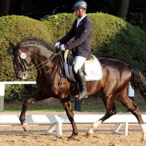 44ª Expo Internacional do Puro Sangue Lusitano entra em contagem regressiva em São Paulo