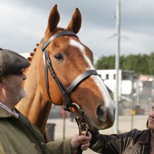 8 documentários sobre cavalos para assistir no feriado e se inspirar