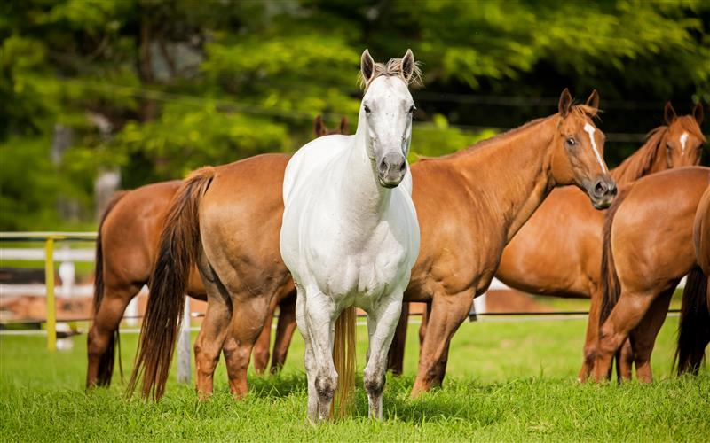 ABQM apresenta números recentes e acende debate sobre sustentabilidade dos eventos oficiais