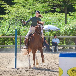 Cavalo Crioulo reforça versatilidade e se destaca na Equitação de Trabalho