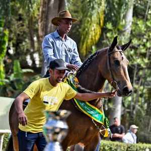 Cavalo Mangalarga estreia na Agrishow