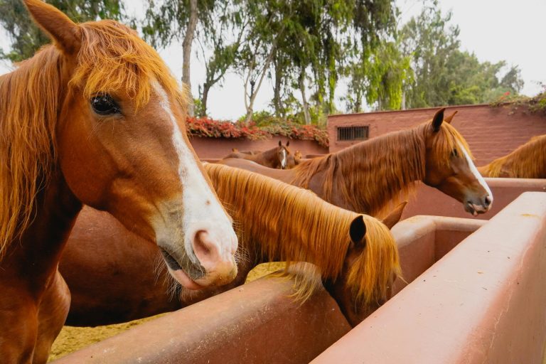 Cavalo agressivo ou apenas com medo? Entenda a diferença e evite erros no manejo