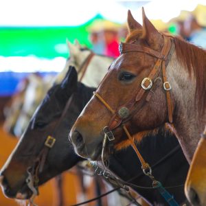 Começa hoje o 35º Congresso Brasileiro do Quarto de Milha em Araçatuba