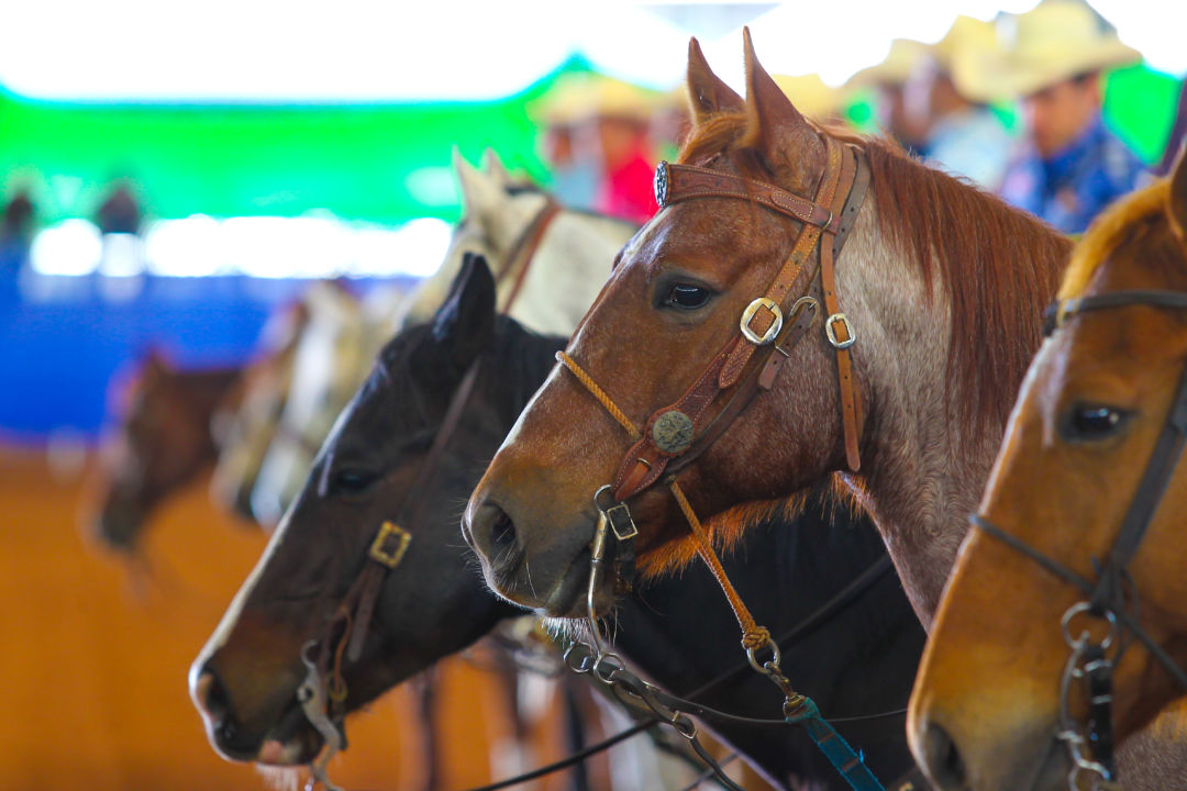 Começa hoje o 35º Congresso Brasileiro do Quarto de Milha em Araçatuba