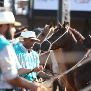 Exposição Nacional do Mangalarga Marchador entra em contagem regressiva e promete edição histórica em 2026