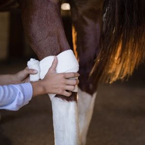 Feridas em equinos exigem manejo adequado para evitar complicações