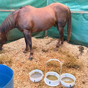 Nova ferramenta de avaliação nutricional de equinos promove economia e bem-estar